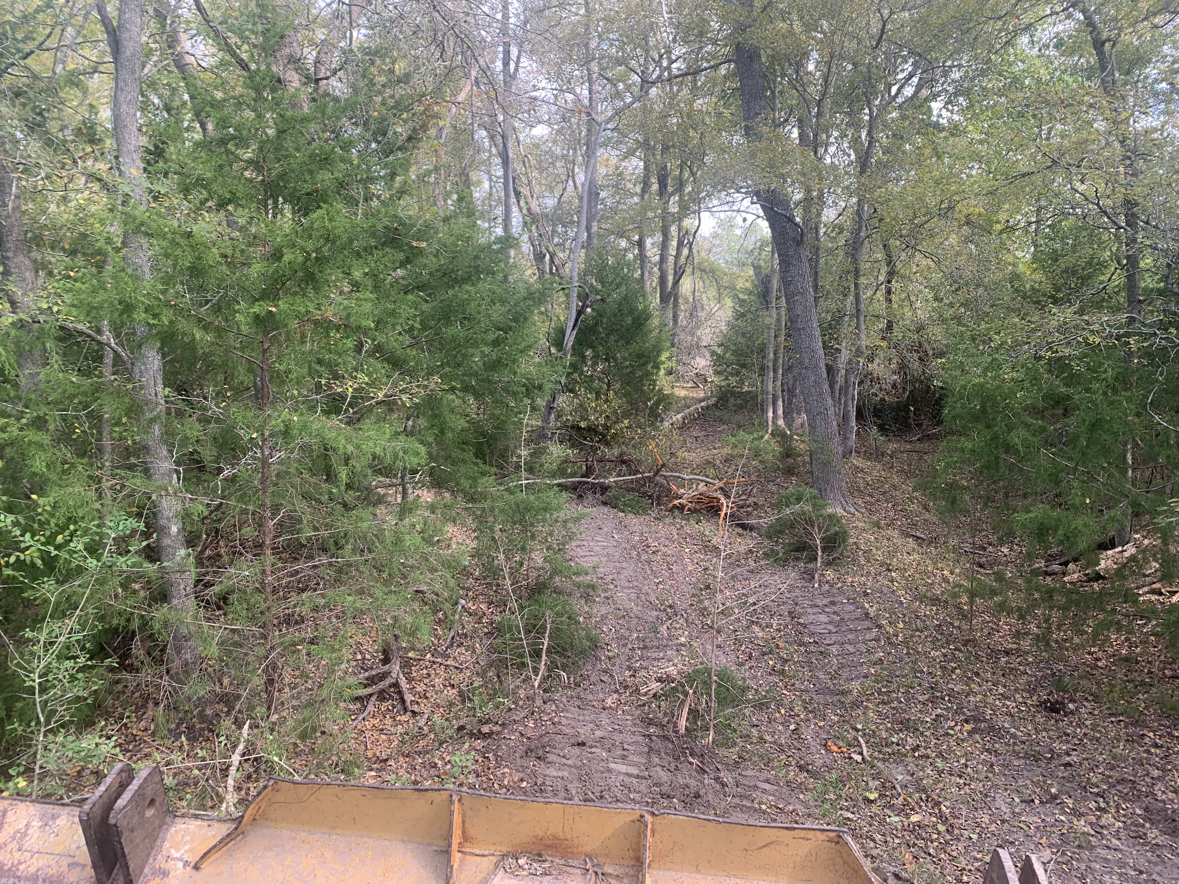 Before land clearing: dense brush and trees on a property.